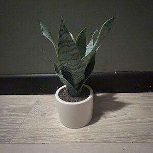 Small Faux Snake Plant in White Ceramic Pot | Modern Desk Decor
